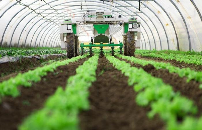 اتحاد المزارعين يحذّر: الحمى القلاعية تتطلب خطة طوارئ