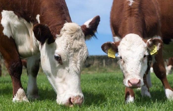 “الزراعة”: حملة تحصين للأبقار ضد الحمى القلاعية!