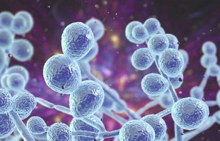 تحذير عالمي.. فطر قاتل مقاوم للأدوية يهدد الصحة في 61 دولة!