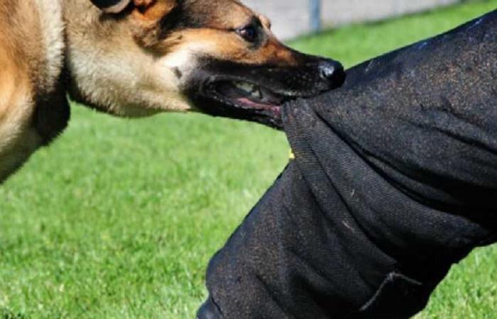 كلاب ضالة تدفع طالبا تحت عجلات حافلة في مصر