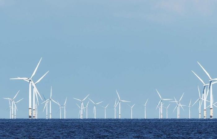 ترامب يهاجم طاقة الرياح لنفوق ملايين الطيور