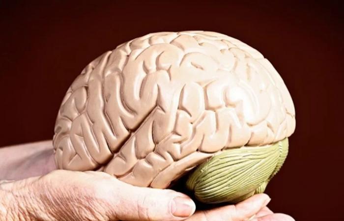 وصفة علمية بسيطة للحد من شيخوخة الدماغ والحفاظ على القدرات الإدراكية... اتبعها!
