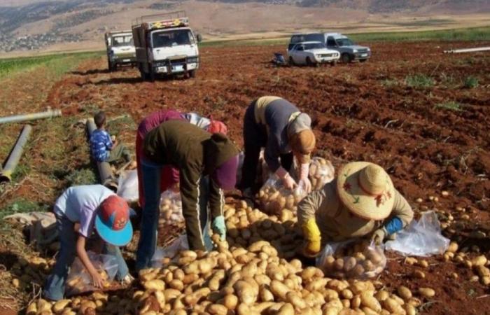 بعلبك الهرمل أمام أزمة يد عاملة: ماذا بعد عودة النازحين السوريين؟