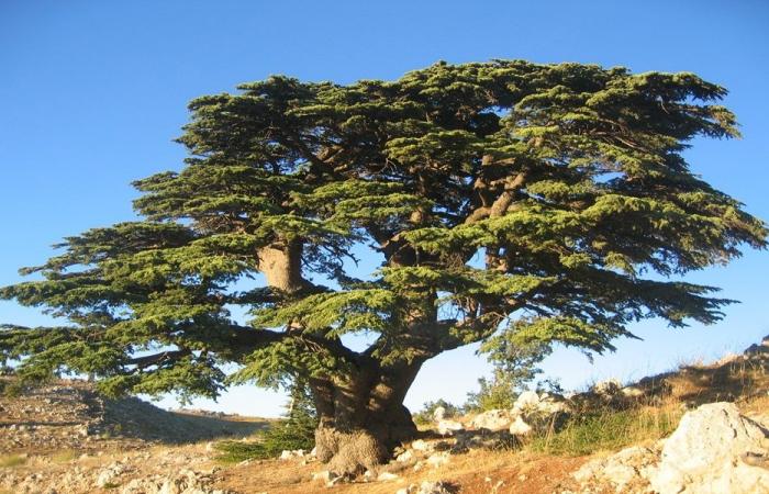 افتتاح حديقة لأرز لبنان في تولوز