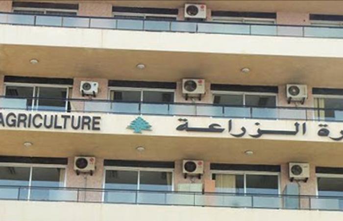 “الزراعة”: لا مُبرّر لارتفاع الأسعار في الأسواق
