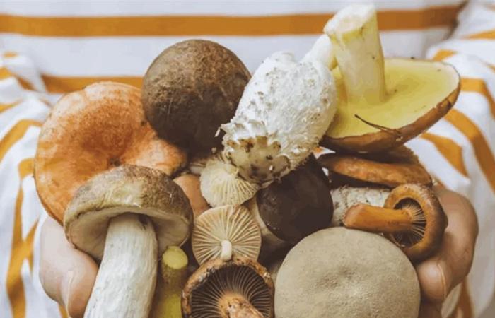 ماذا يحدث لضغط دمك عند تناول الفطر بانتظام؟