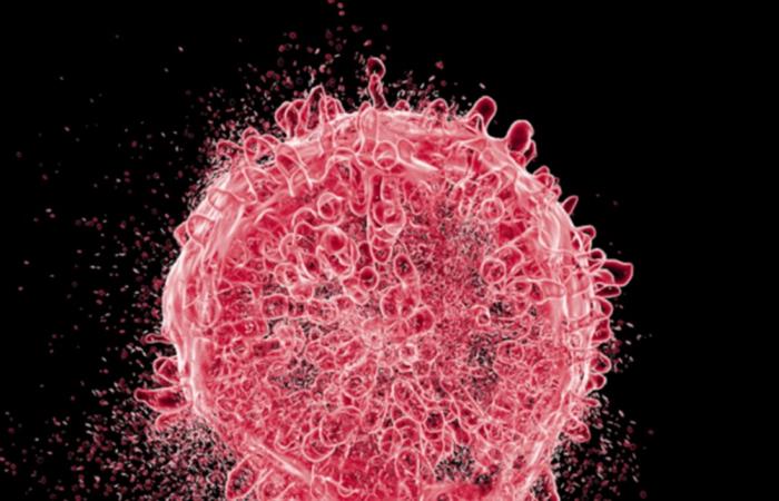 يُخفف الالتهابات ويُكافح السرطان.. مكمل غذائي مستخلص من شجرة قديمة يُثير الجدل!