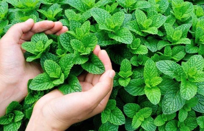 أيهما أفضل لصحة الجهاز الهضمي.. النعناع أم الزنجبيل؟