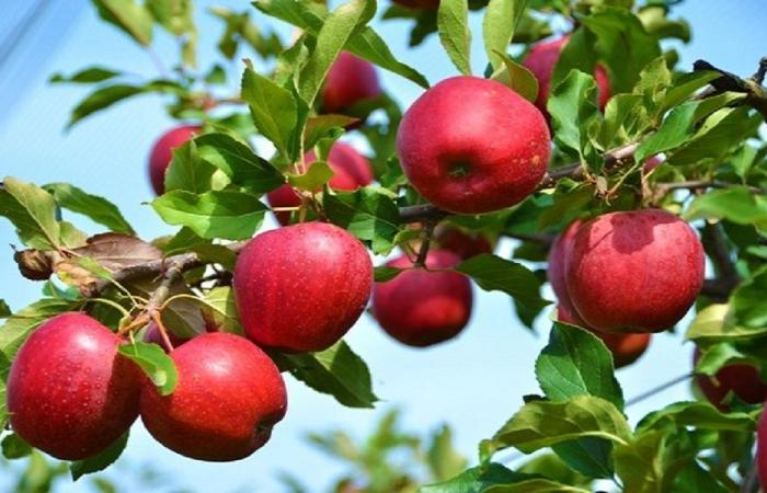 نداء من بلدية تنورين بشأن تصريف موسم التفاح